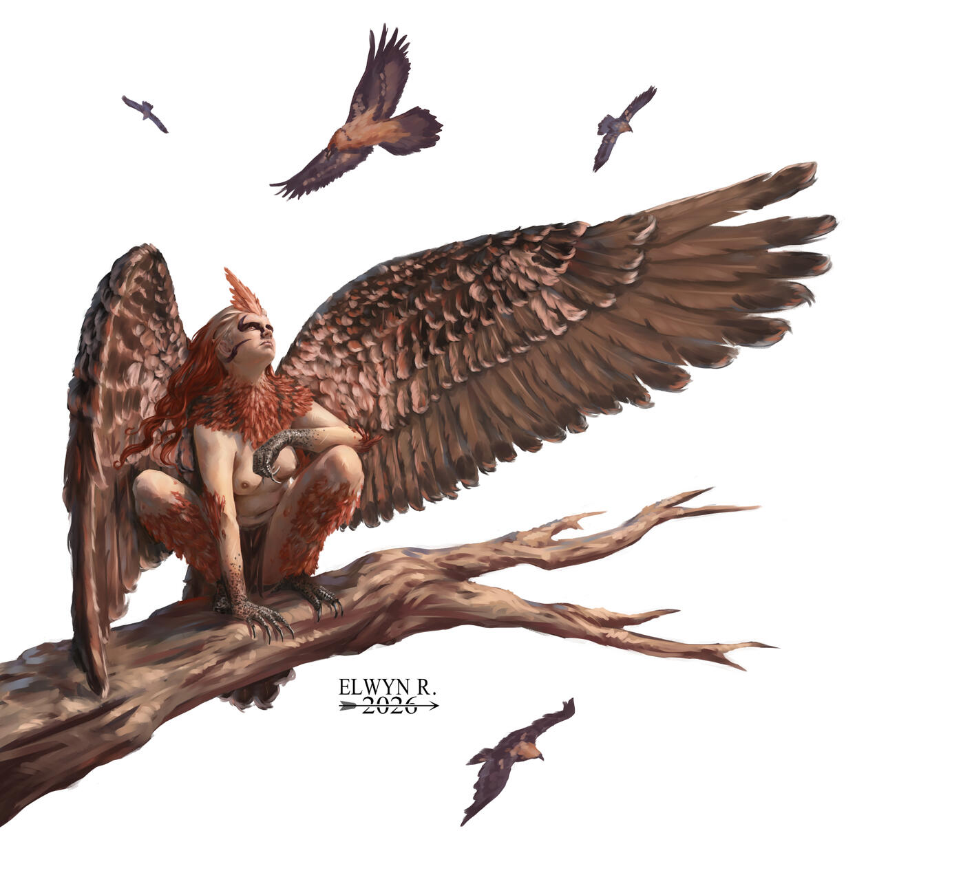 Bearded Vulture Harpy - Personal Work